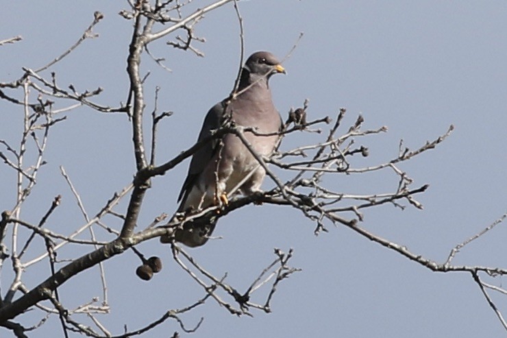 Band-tailed Pigeon - Roger Woodruff