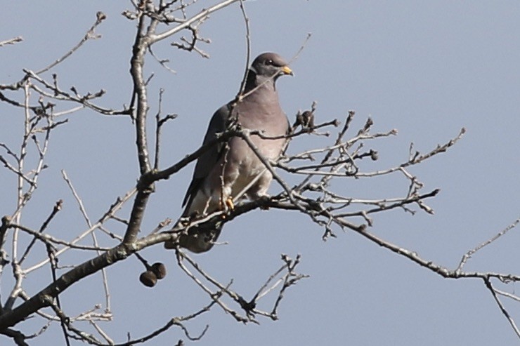 Pigeon à queue barrée - ML614590939