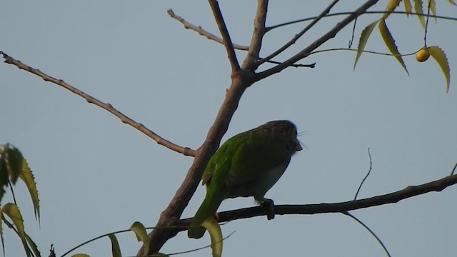 Braunkopf-Bartvogel - ML614590940