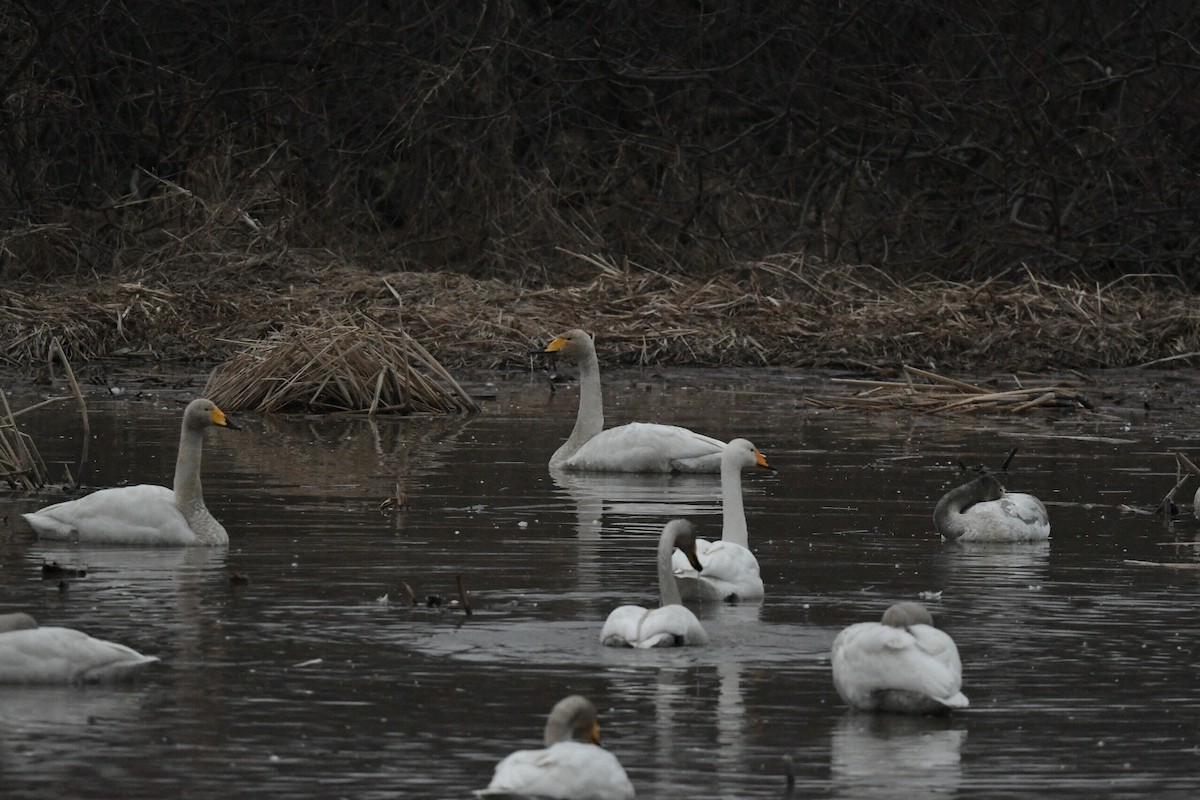 Cygne chanteur - ML614590947