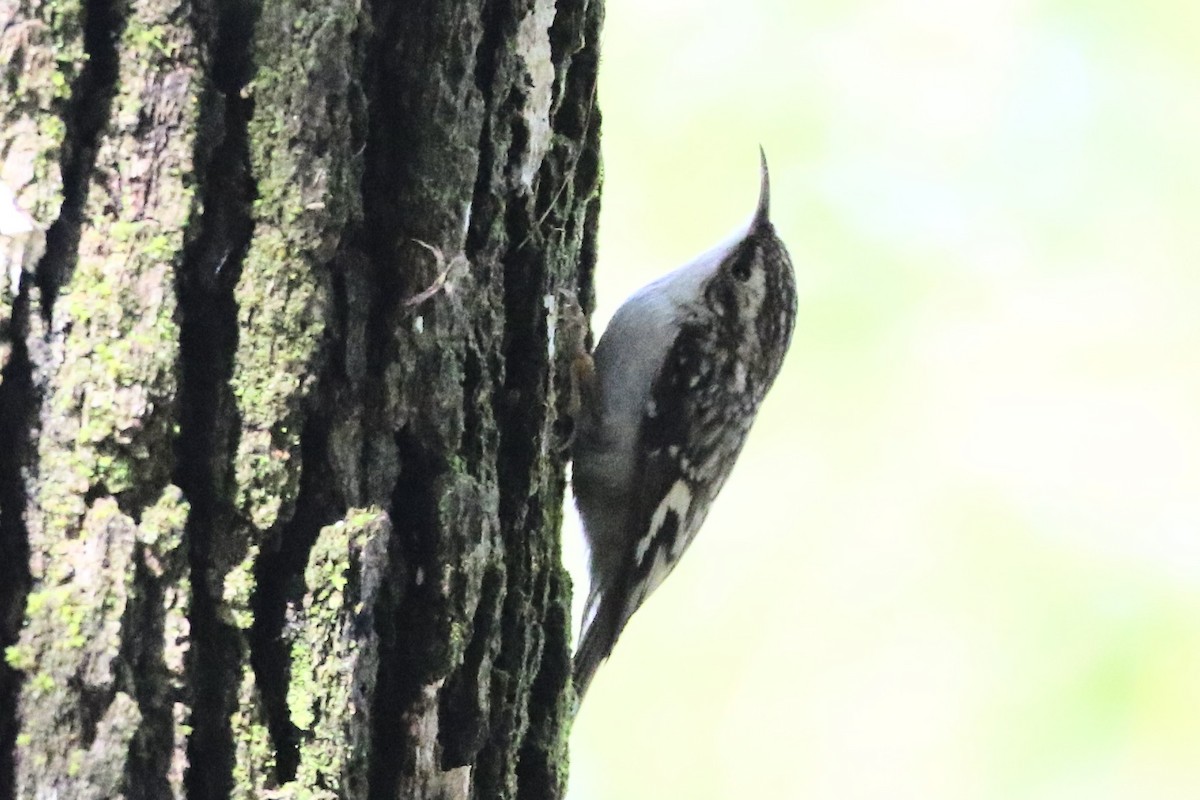 Brown Creeper - ML614590950