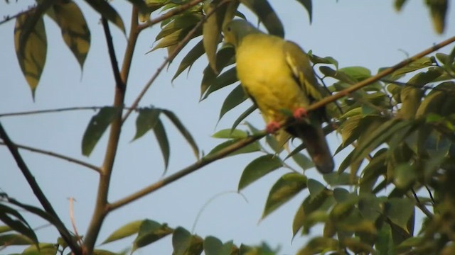 Orange-breasted Green-Pigeon - ML614590952