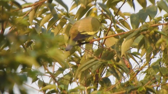 Orange-breasted Green-Pigeon - ML614590953