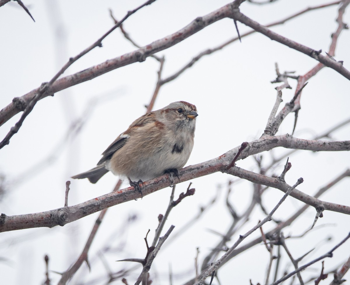American Tree Sparrow - ML614590977