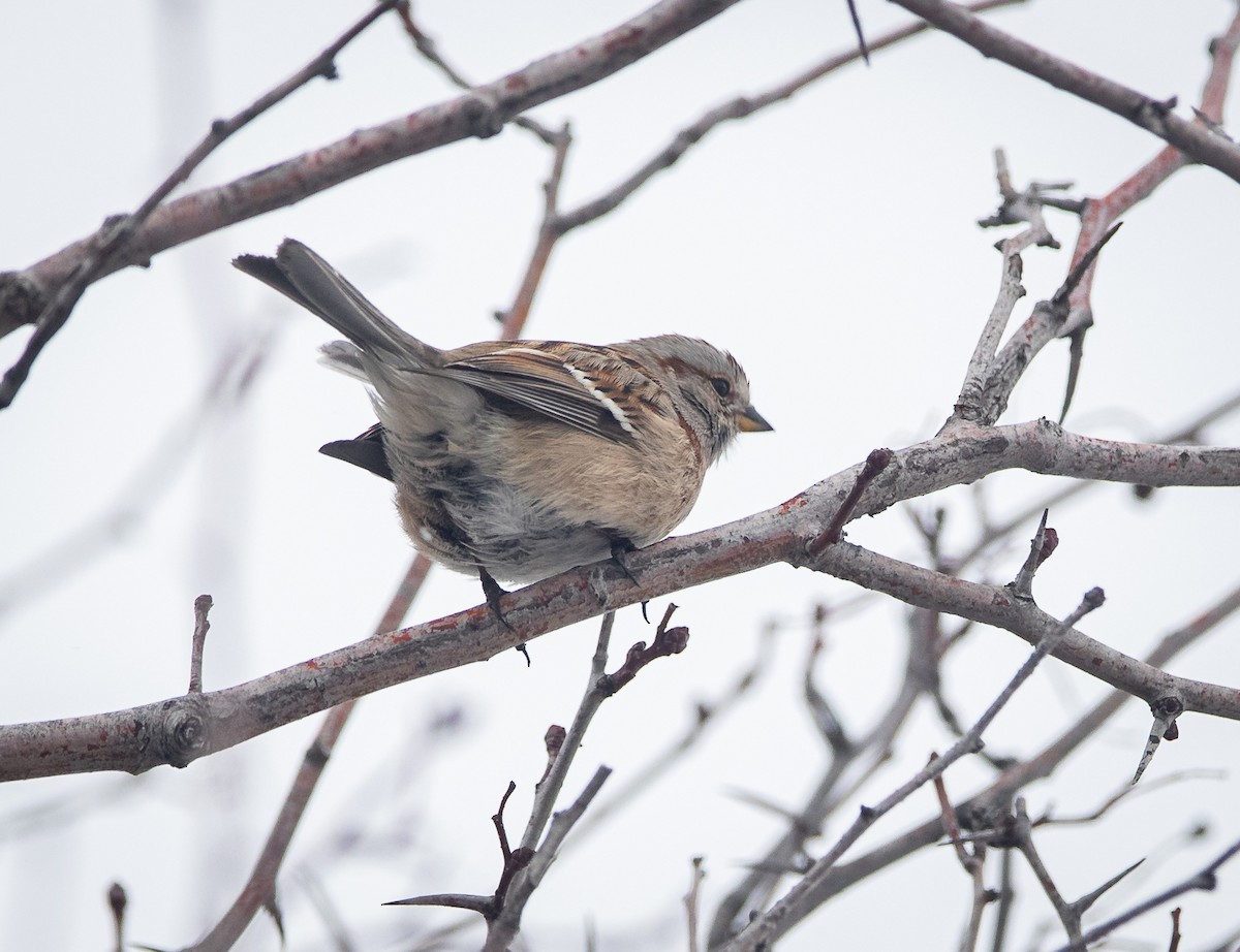 American Tree Sparrow - ML614590984