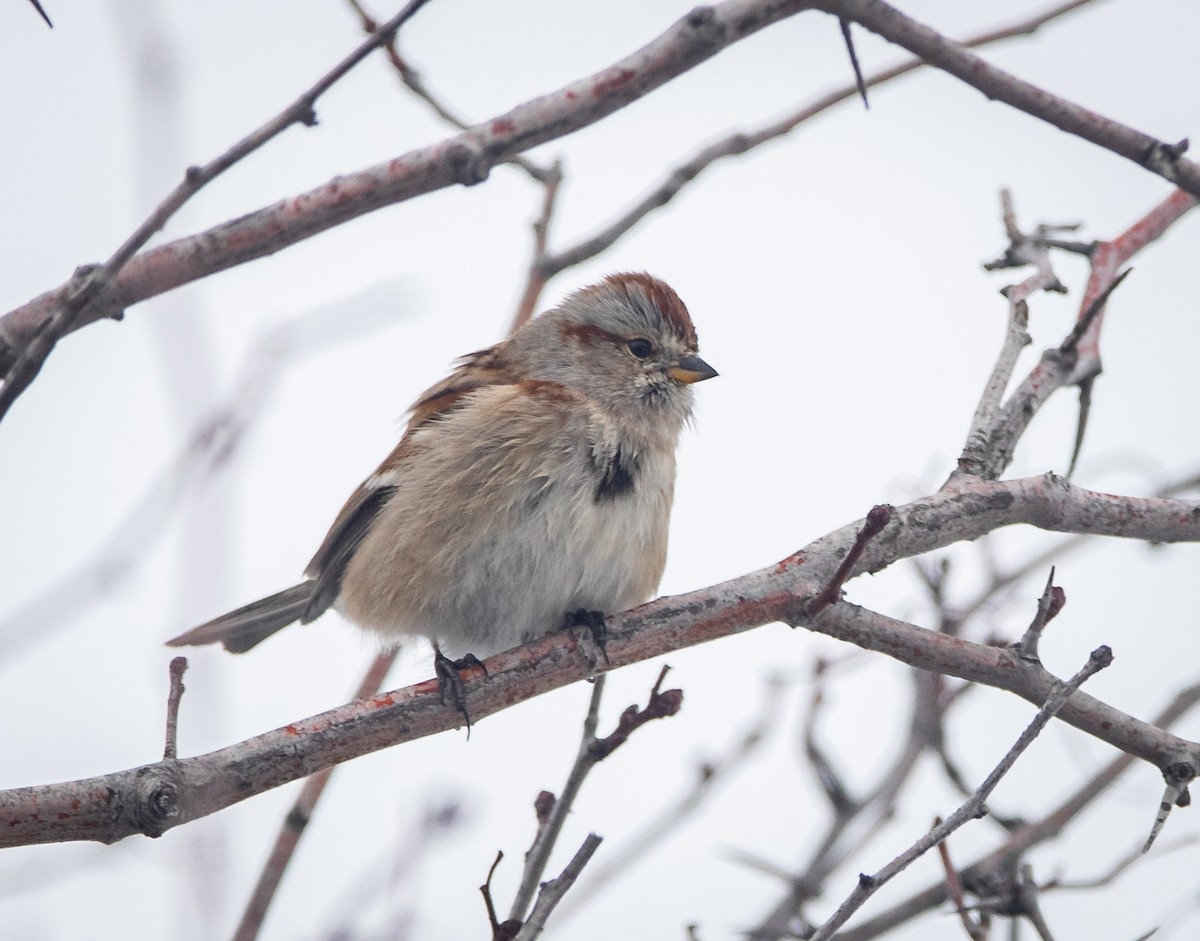 American Tree Sparrow - ML614590986