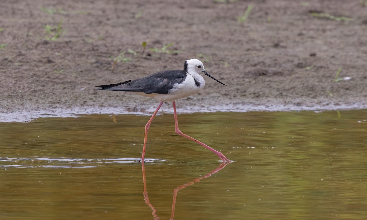 Pied Stilt - ML614591007