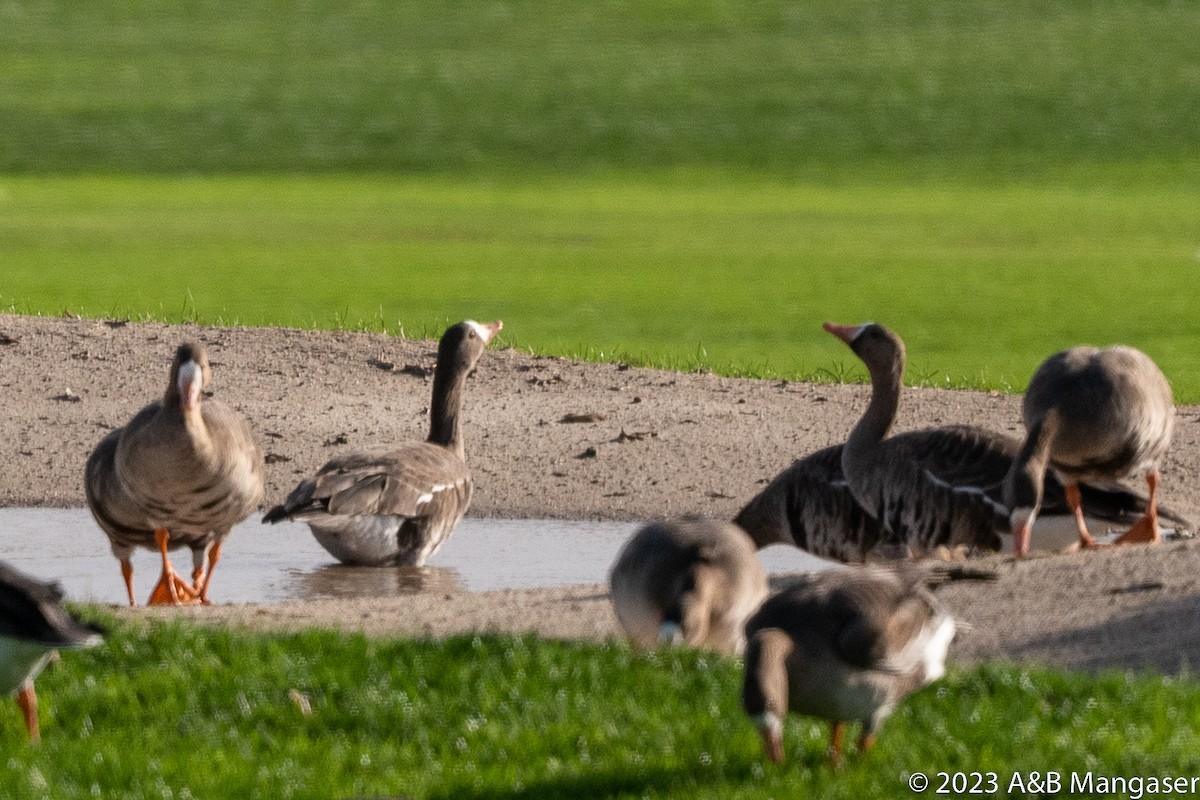 Greater White-fronted Goose - ML614591031