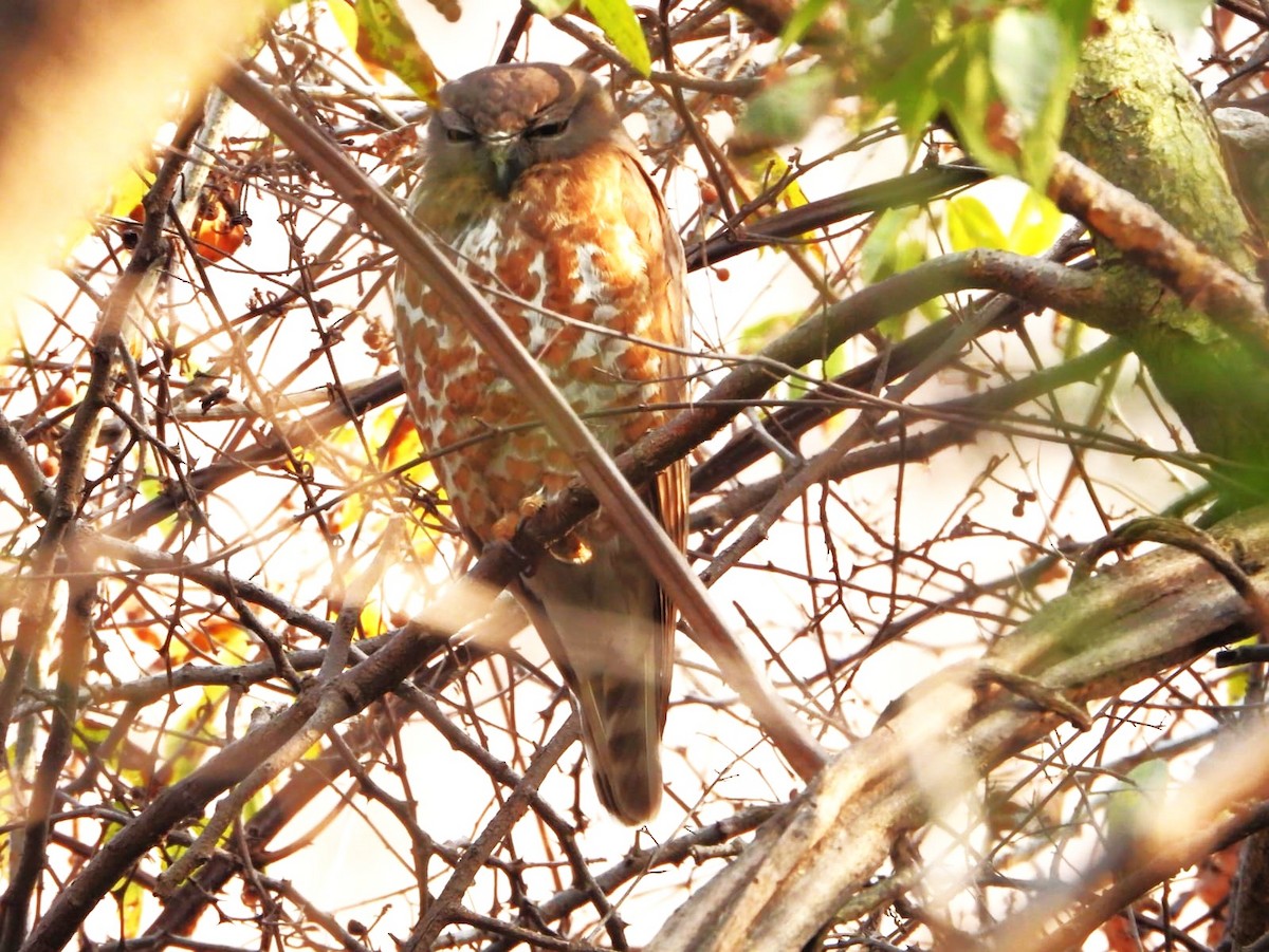 Brown Boobook - ML614591098