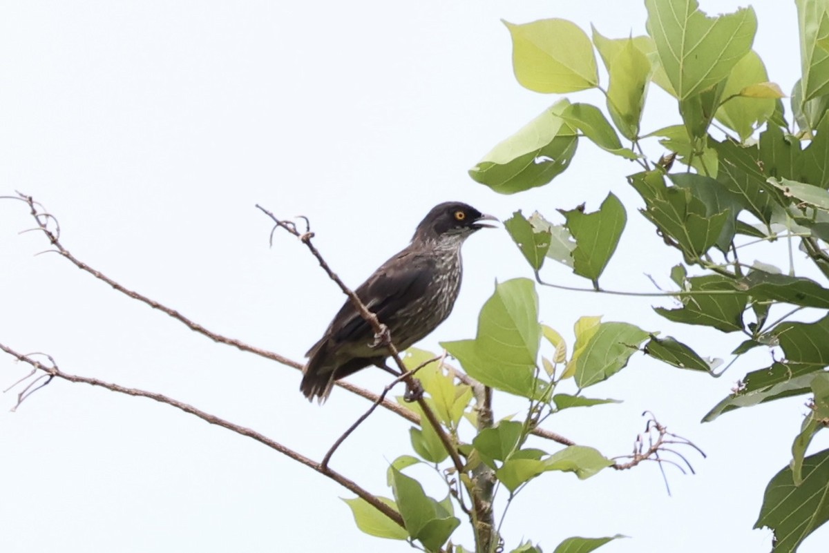 Polynesian Starling - ML614591142