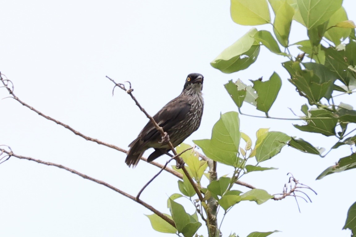 Polynesian Starling - ML614591145