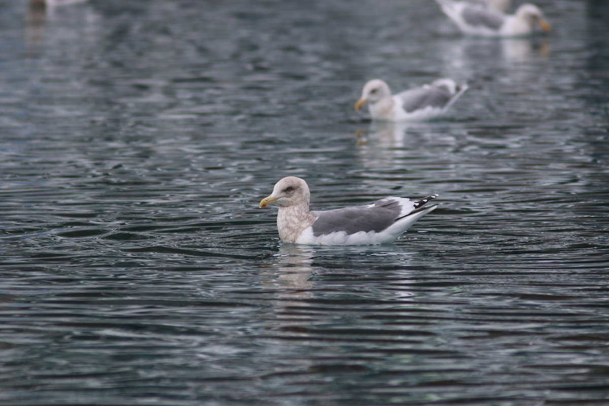 gull sp. - ML614591162