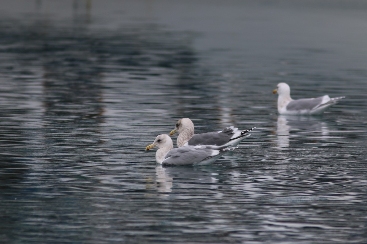 gull sp. - ML614591163