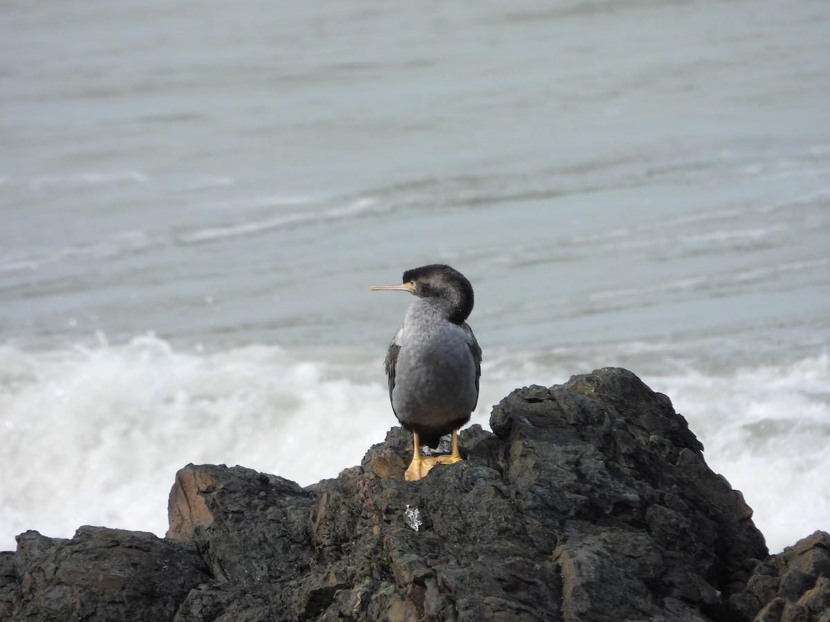 Spotted Shag - ML614591208