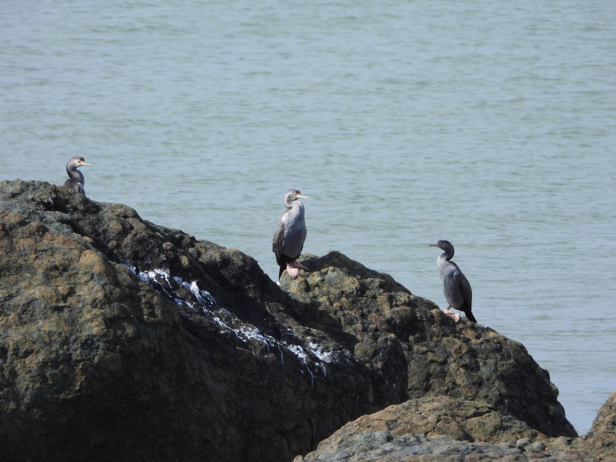 Spotted Shag - ML614591211