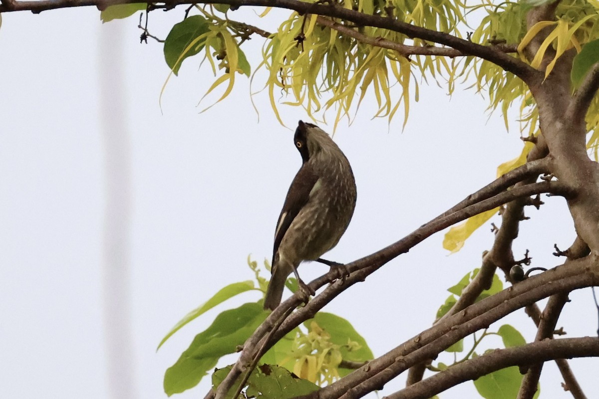 Polynesian Starling - Andrew William