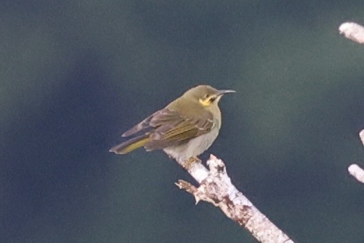 Eastern Wattled-Honeyeater - Andrew William