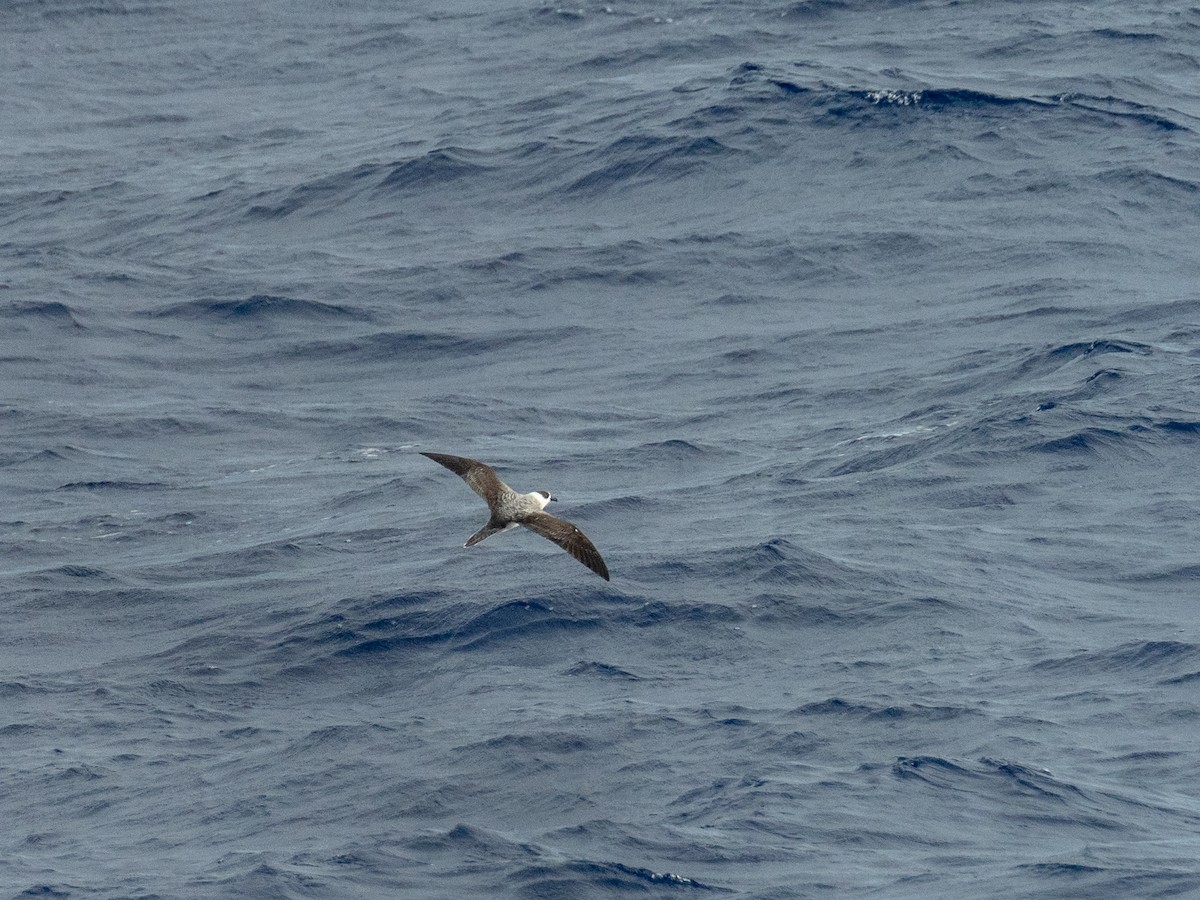 Vanuatu Petrel - ML614591289