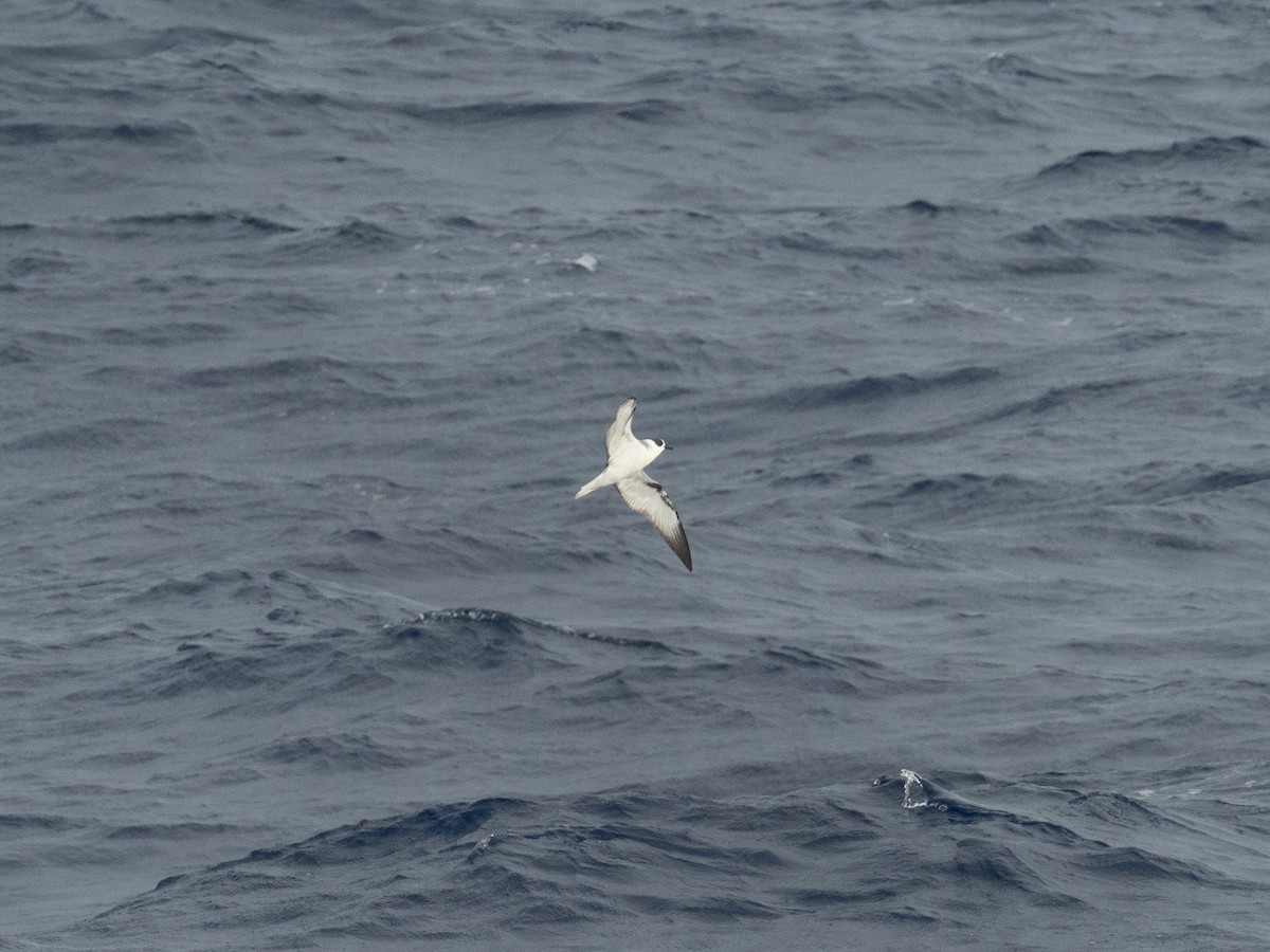 Vanuatu Petrel - ML614591290