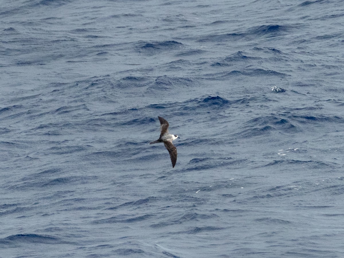 Vanuatu Petrel - ML614591291