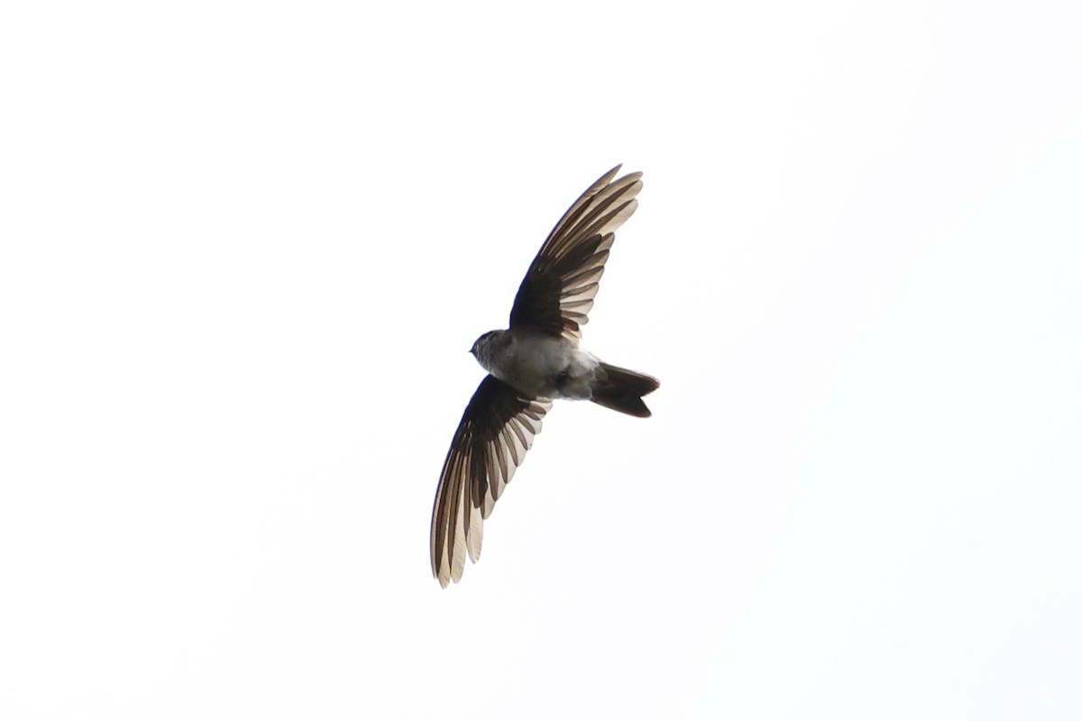 White-rumped Swiftlet - Andrew William