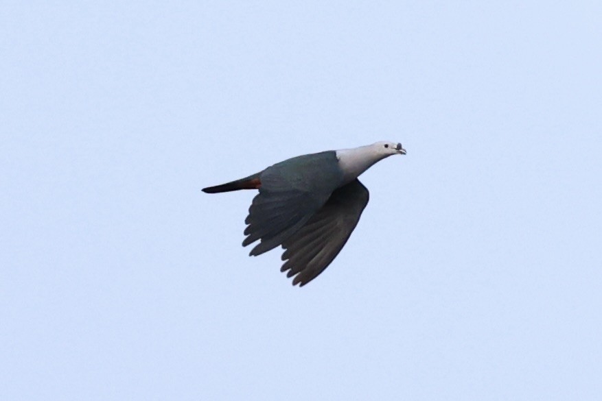 Pacific Imperial-Pigeon - Andrew William