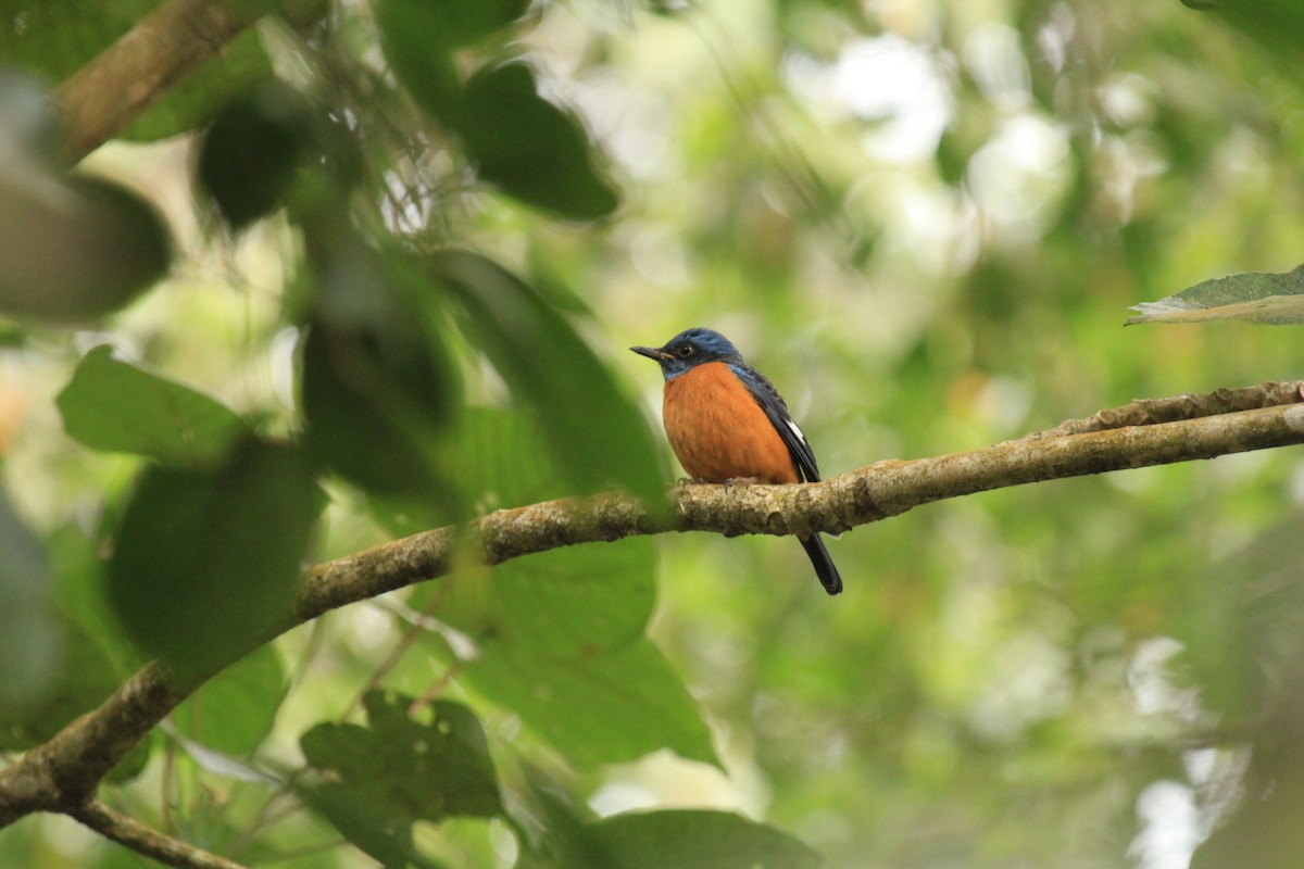 Blue-capped Rock-Thrush - ML614591484