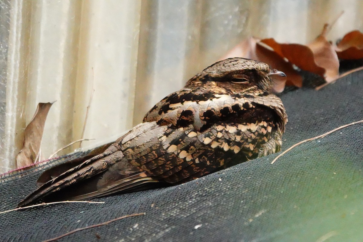 Philippine Nightjar - ML614591524