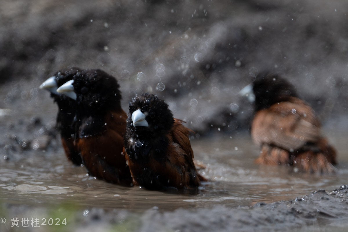 Chestnut Munia - Shigui Huang