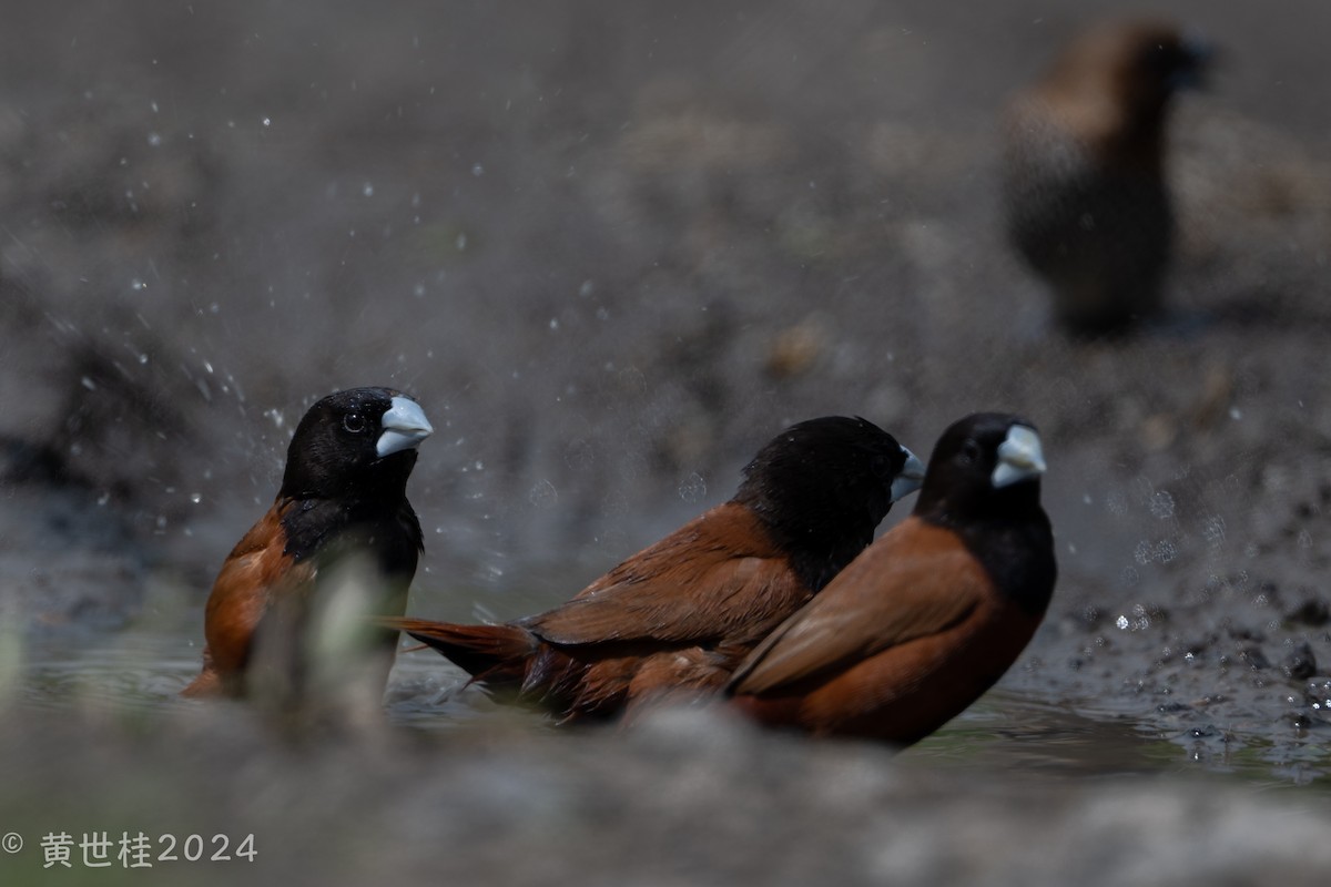 Chestnut Munia - Shigui Huang