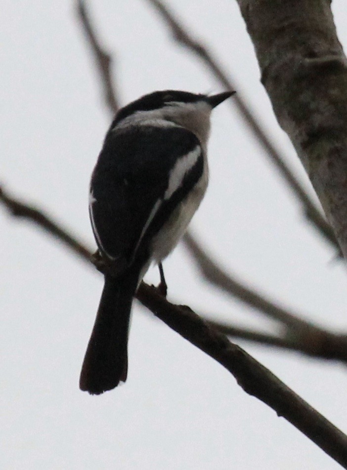 Bar-winged Flycatcher-shrike - ML614591554