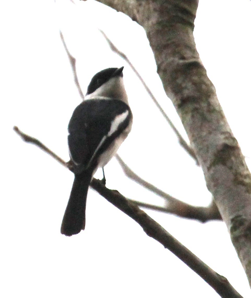 Bar-winged Flycatcher-shrike - ML614591555