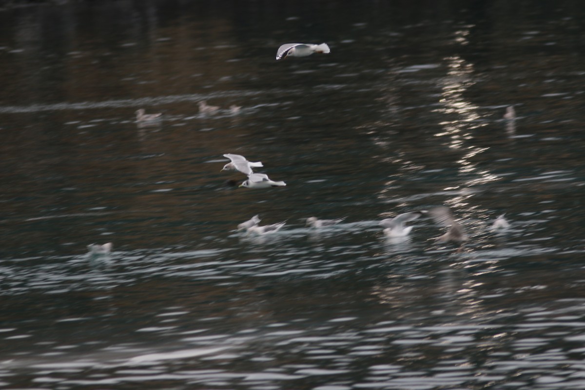 Black-legged Kittiwake - ML614591586