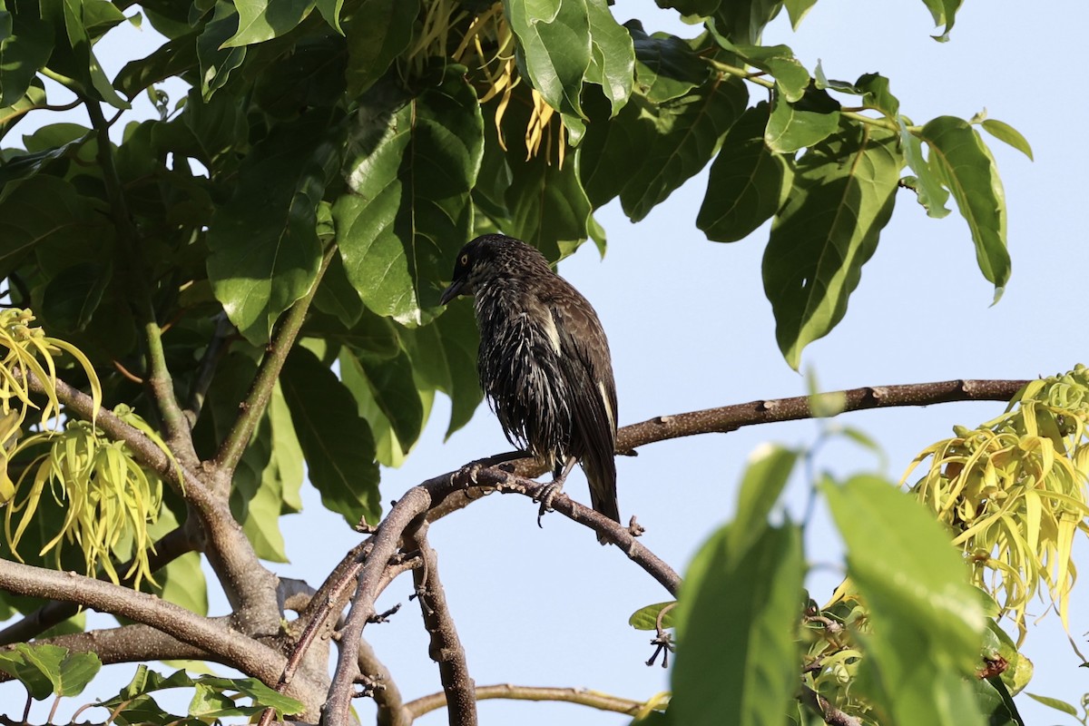 Polynesian Starling - Andrew William