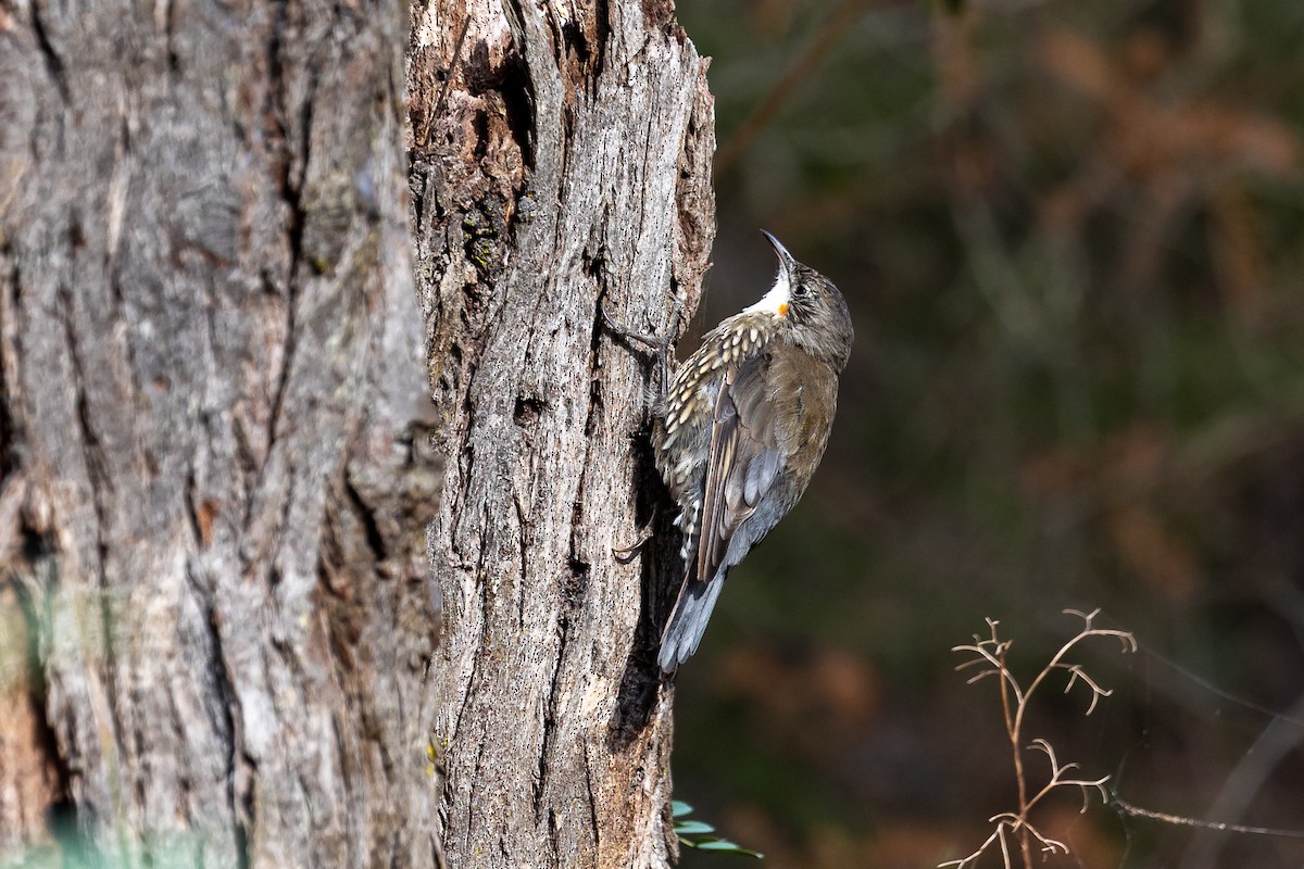 White-throated Treecreeper - ML614591597