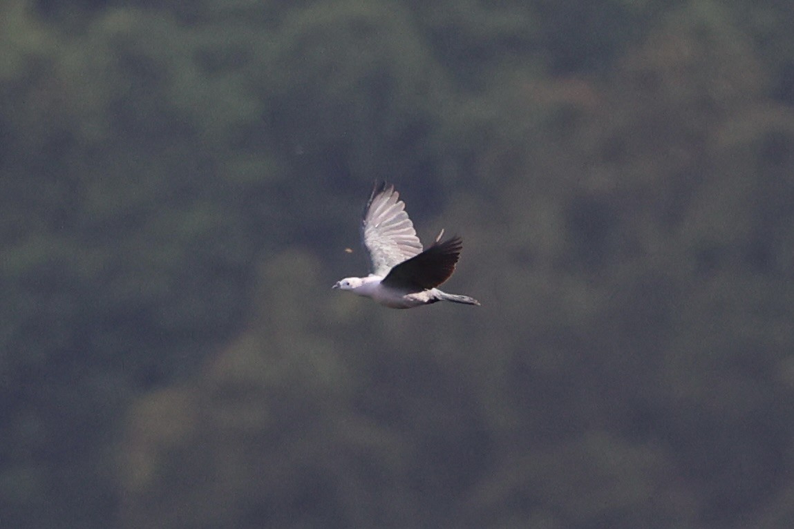 Pacific Imperial-Pigeon - Andrew William