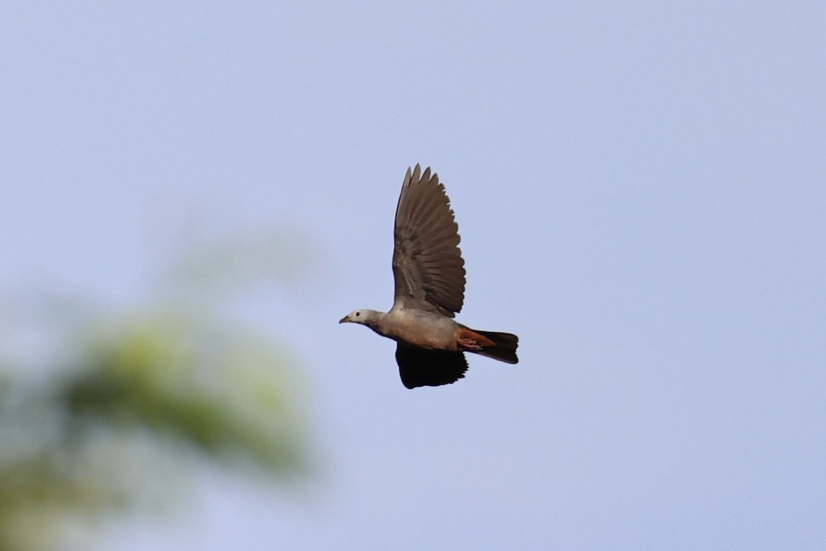 Pacific Imperial-Pigeon - Andrew William