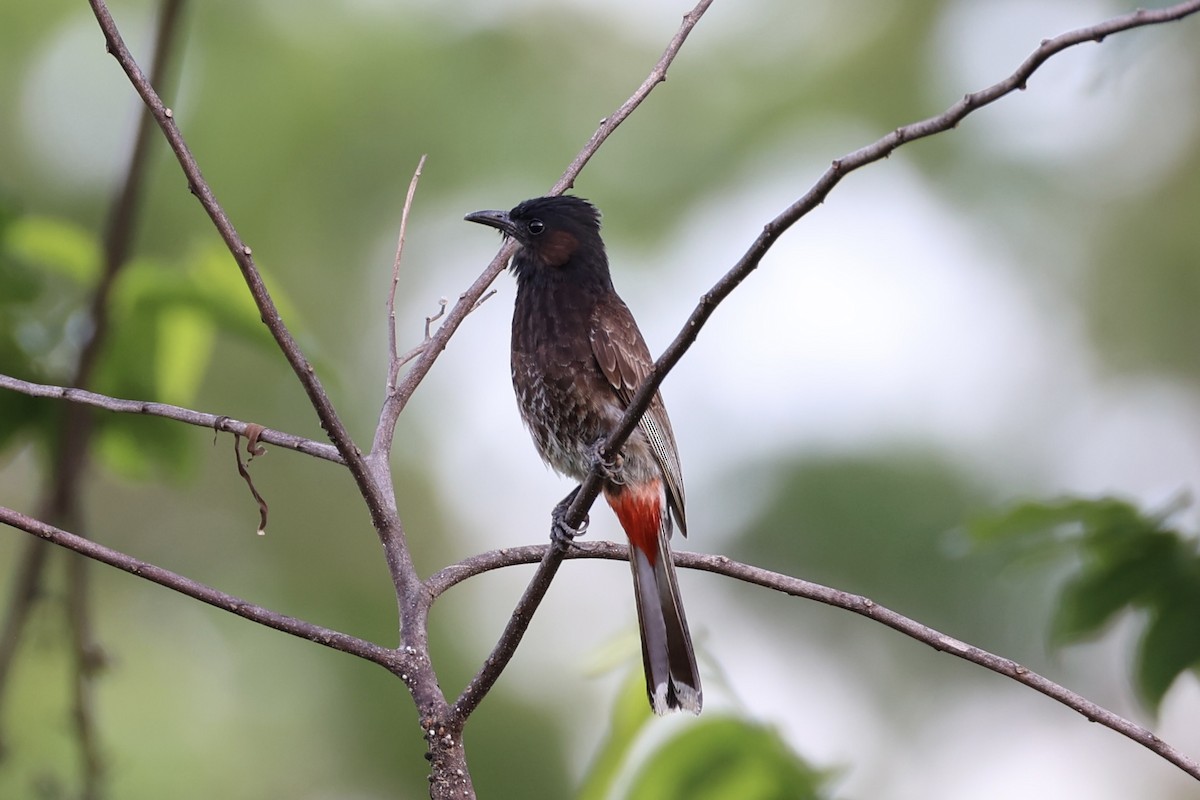 Red-vented Bulbul - ML614591626