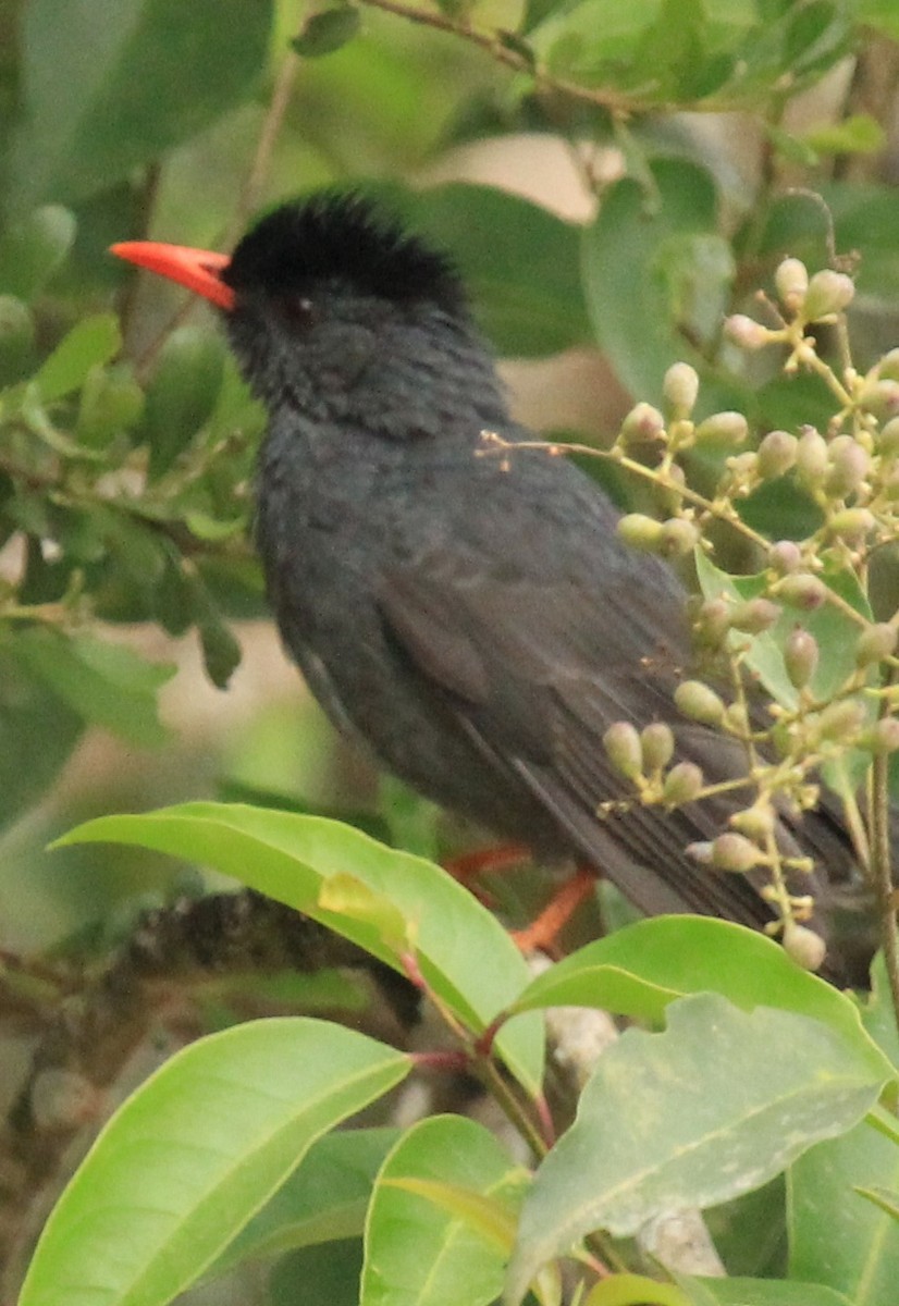 Bulbul des Ghats - ML614591681