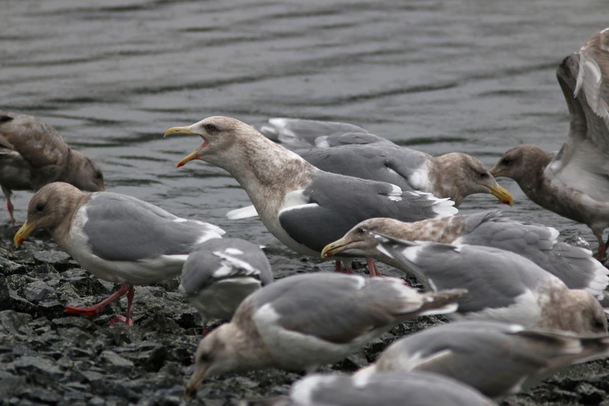 Gaviota/Gavión sp. - ML614591718