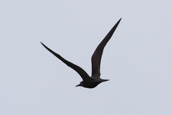 Black Noddy - ML614591773