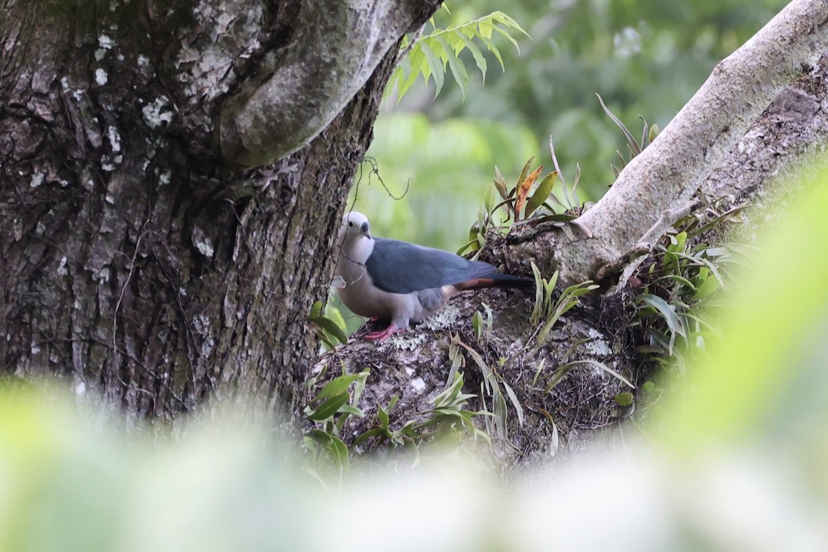 Pacific Imperial-Pigeon - ML614591790