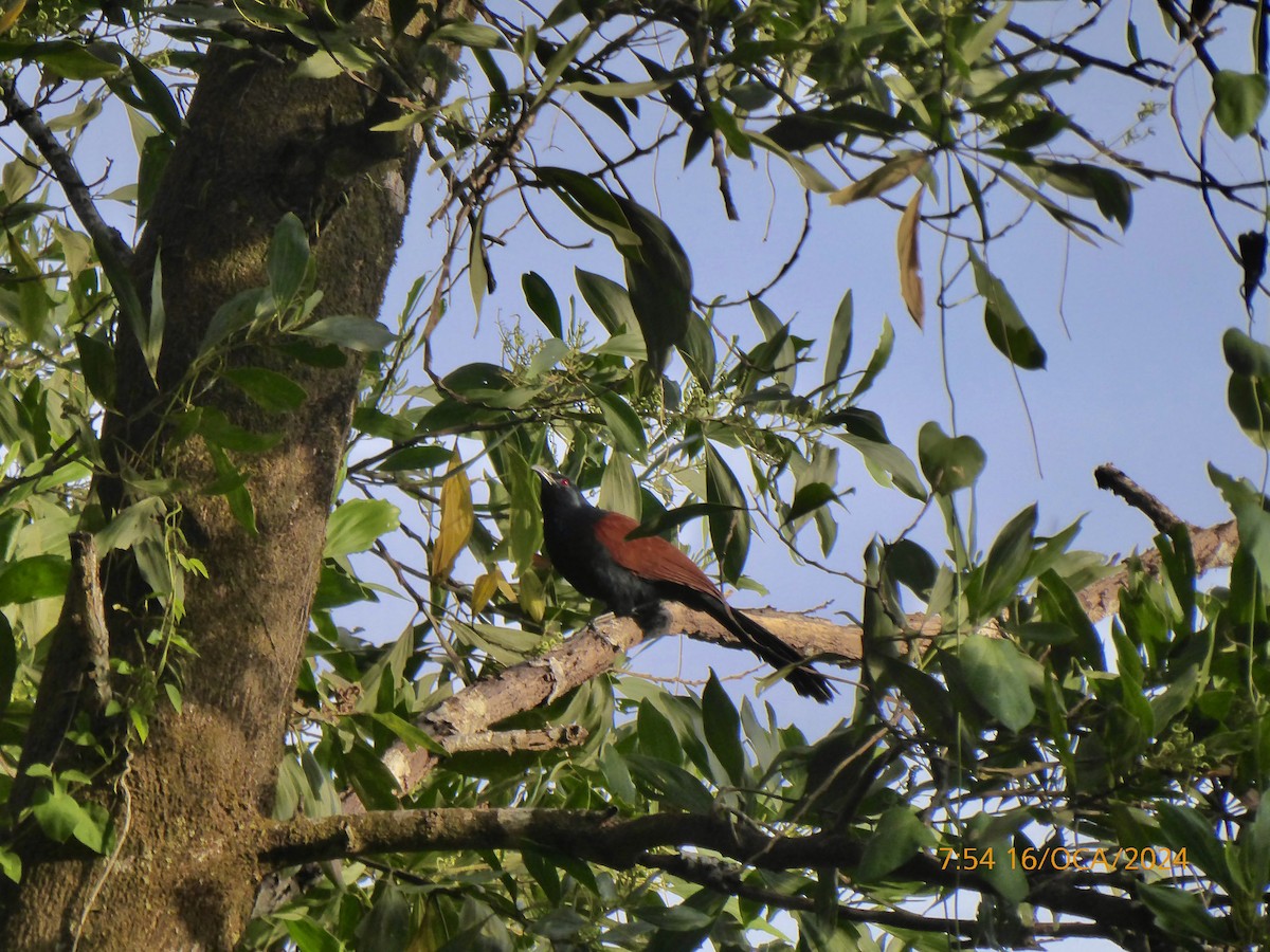 Greater Coucal - ML614591809