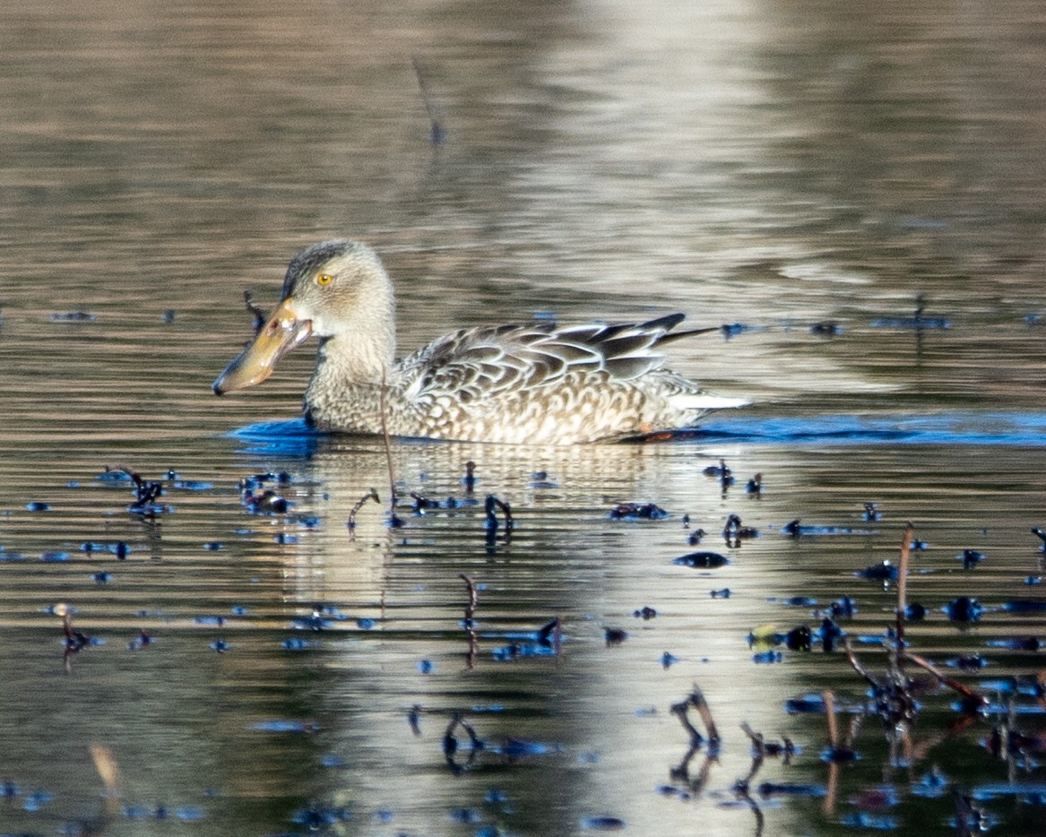 Northern Shoveler - Graham Redgrave