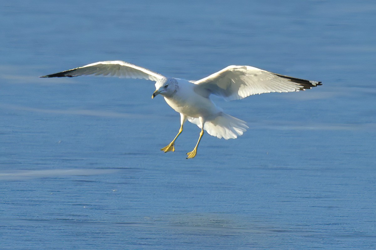 Ring-billed Gull - ML614591866