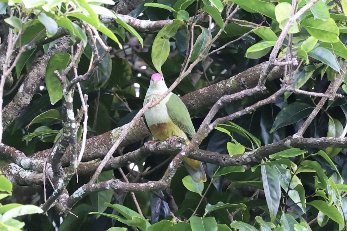 Crimson-crowned Fruit-Dove - Andrew William