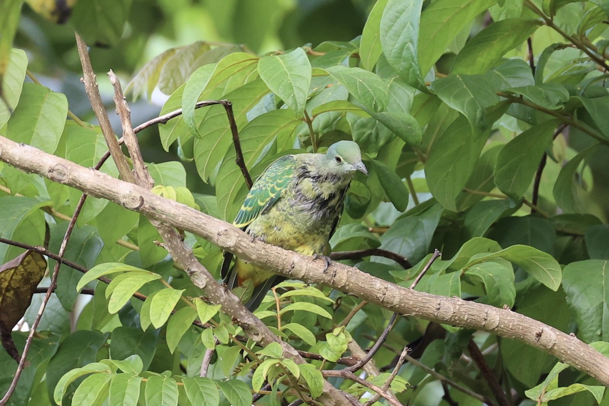 Crimson-crowned Fruit-Dove - ML614591897