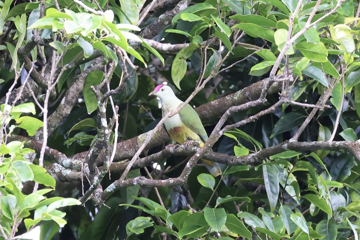 Crimson-crowned Fruit-Dove - ML614591900