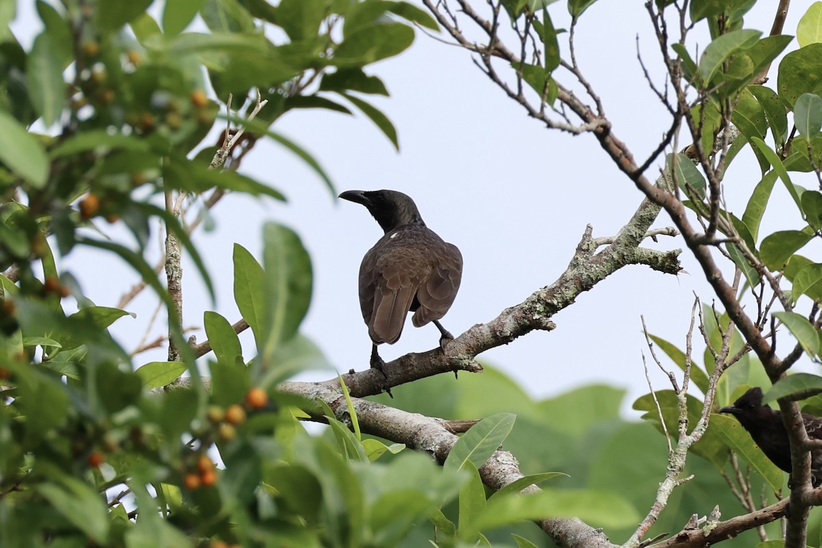 Samoan Starling - Andrew William