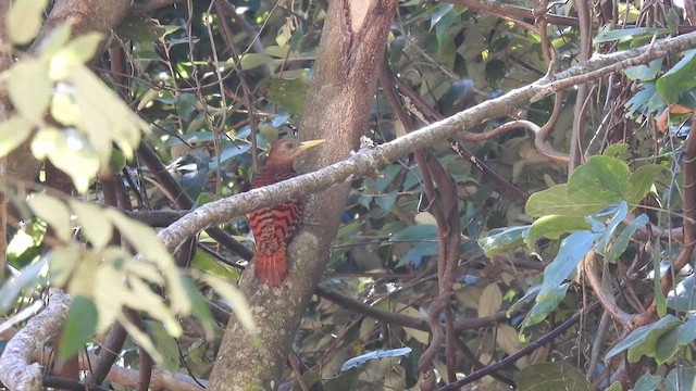 Bay Woodpecker - ML614591922